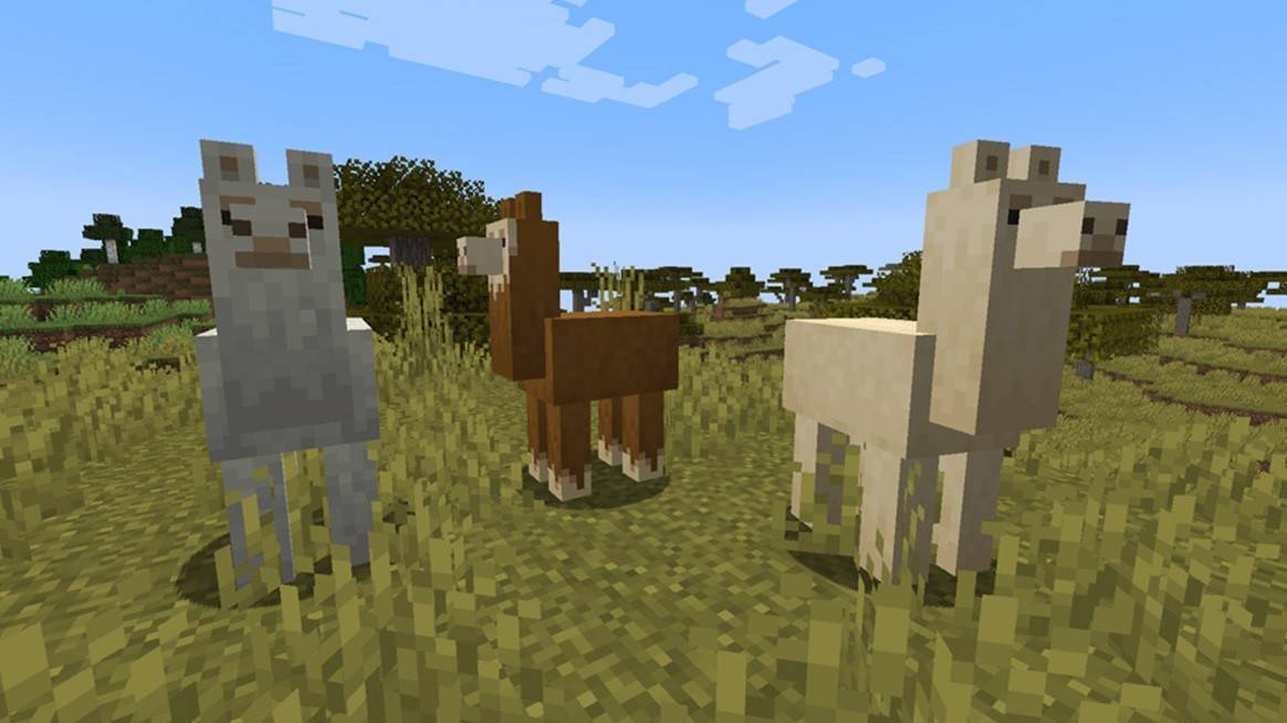 Lamas finden