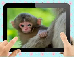 Baby Monkey Schermafbeelding 0