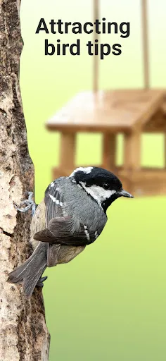 Picture Bird - 拍照識鳥應用截圖第2張