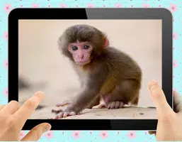 Baby Monkey Ảnh chụp màn hình 1