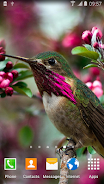 Schermata Hummingbirds Live Wallpaper 3