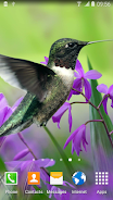 Hummingbirds Live Wallpaper Tangkapan skrin 1