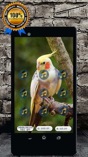 Cockatiel Singing : Cockatiel Sounds Скриншот 2