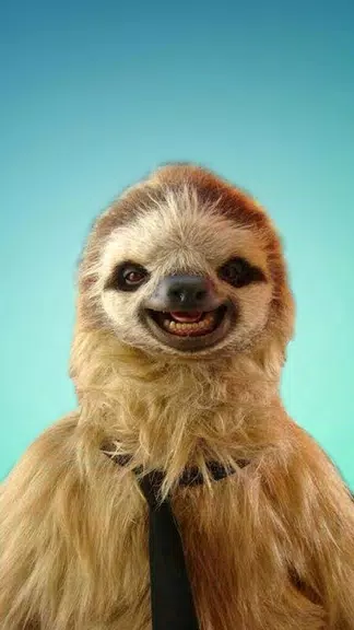 Sloth Wallpapers Zrzut ekranu 0