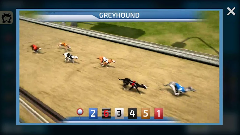 Dogs3D Races Betting Ảnh chụp màn hình 1