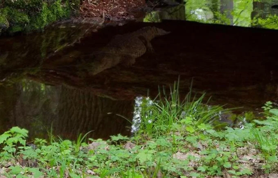 Abandoned Forest Treasure Escape স্ক্রিনশট 0