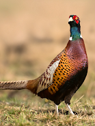 Pheasant sounds Capture d'écran 0