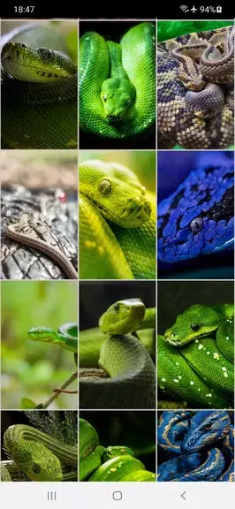 Snake Wallpapers Schermafbeelding 3