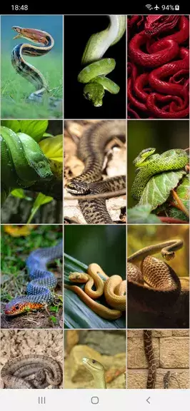 Snake Wallpapers ဖန်သားပြင်ဓာတ်ပုံ 1