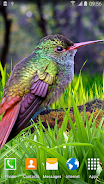 Hummingbirds Live Wallpaper Скриншот 2