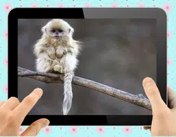 Baby Monkey Schermafbeelding 2