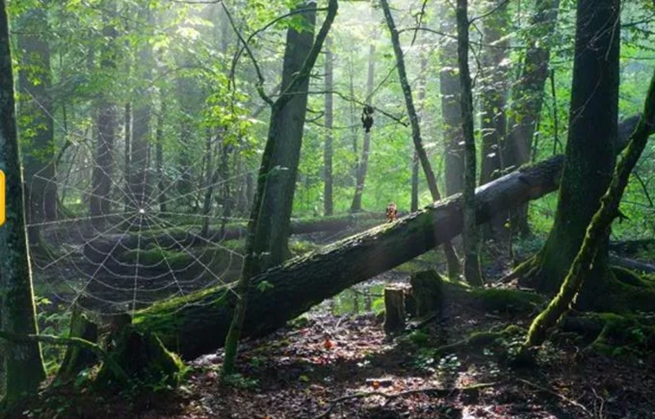 Abandoned Forest Treasure Escape Zrzut ekranu 3