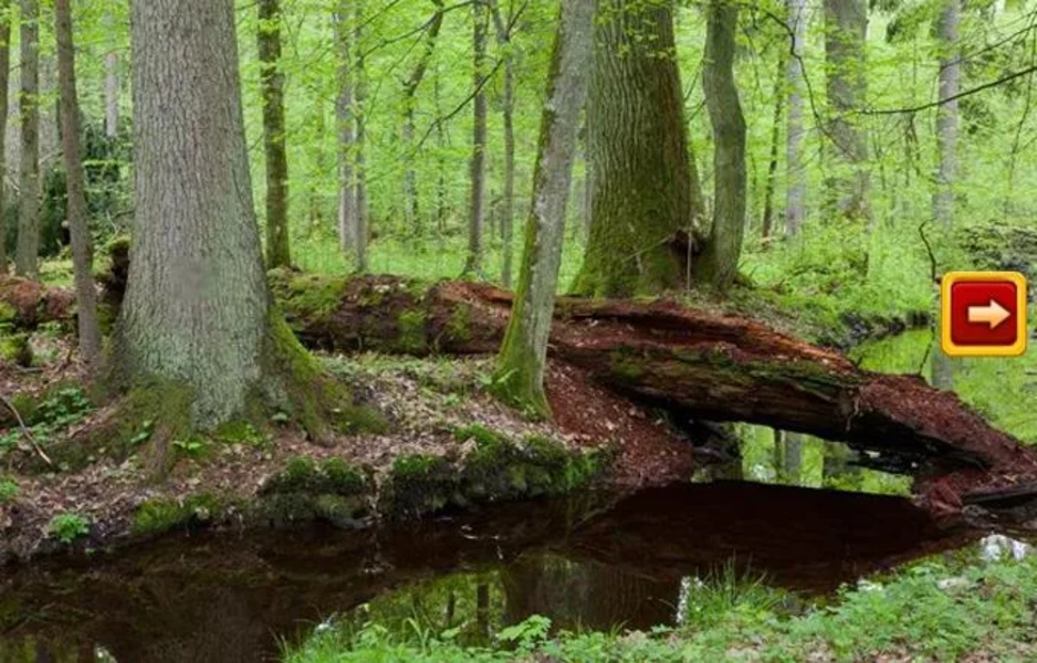 Abandoned Forest Treasure Escape Zrzut ekranu 1